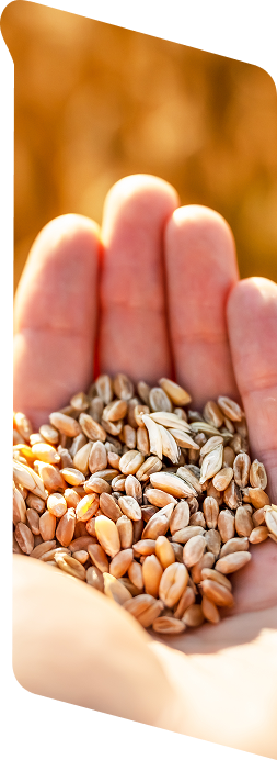 grãos